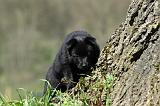 SCHIPPERKE 747